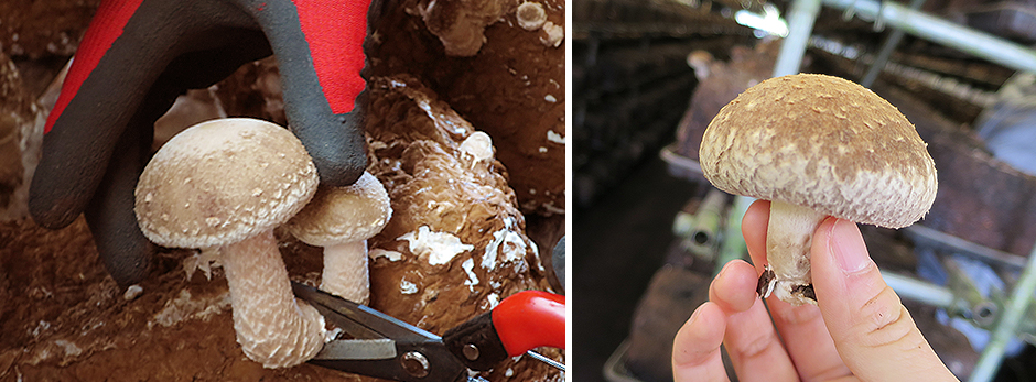 Harvesting the mushrooms